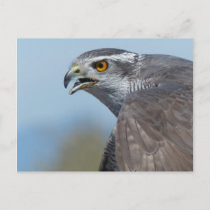 Northern Goshawk Screeching Postcard