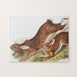 Northern Hare (Lepus Americanus) Illustration Jigsaw Puzzle