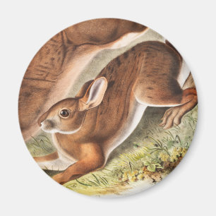 Northern Hare (Lepus Americanus) Illustration Magnet