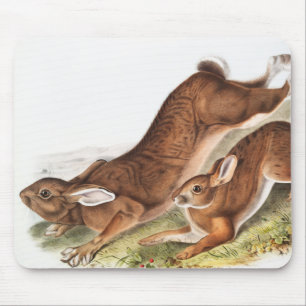 Northern Hare (Lepus Americanus) Illustration Mouse Pad