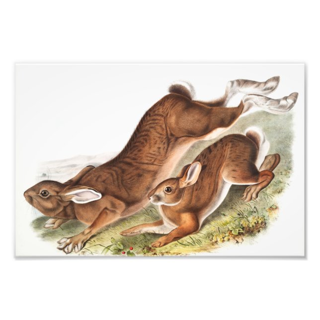 Northern Hare (Lepus Americanus) Illustration Photo Print (Front)