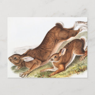 Northern Hare (Lepus Americanus) Illustration Postcard