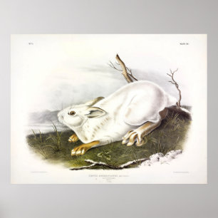 Northern Hare, winter (Snowshoe Hare) by Audubon Poster