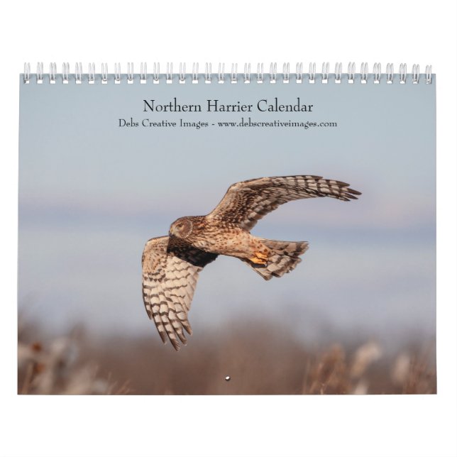 Northern Harrier 2026 Calendar (Cover)