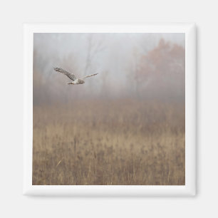 Northern Harrier 2x2 magnet