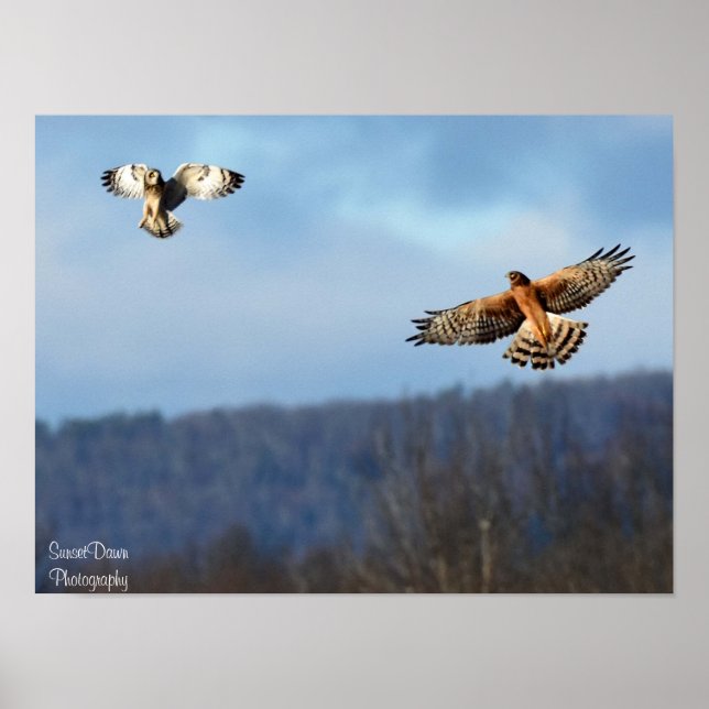 Northern Harrier and Short=Eared Owl Poster (Front)