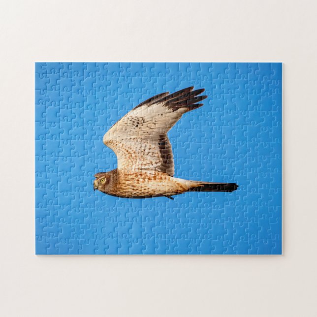 Northern Harrier at the Shawangunk Grasslands Jigsaw Puzzle (Horizontal)