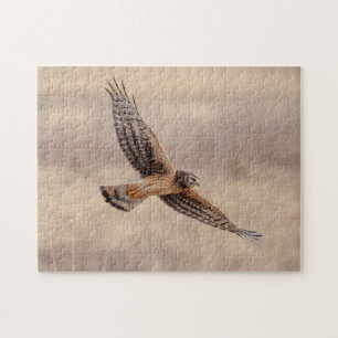 Northern Harrier at the Shawangunk Grasslands Jigsaw Puzzle