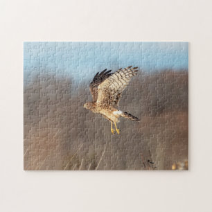 Northern Harrier at the Shawangunk Grasslands Jigsaw Puzzle