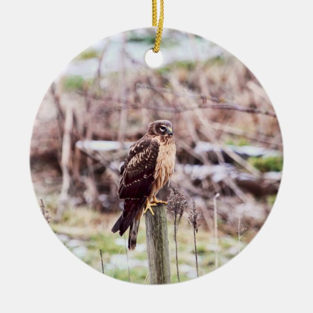 Northern Harrier Hawk on Fence Ceramic Tree Decoration (Front)