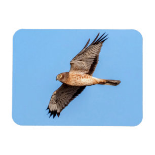 Northern Harrier in Flight Magnet