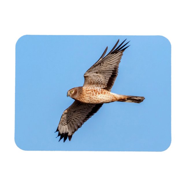 Northern Harrier in Flight Magnet (Horizontal)