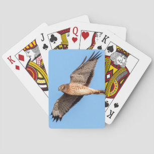 Northern Harrier in Flight Playing Cards