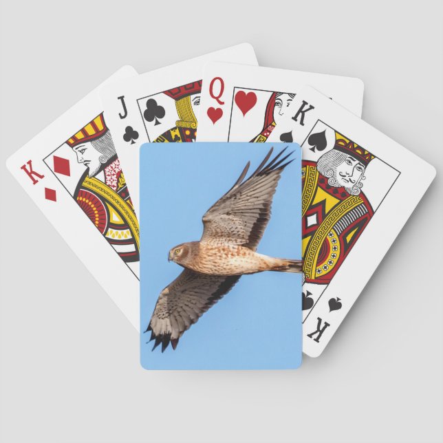 Northern Harrier in Flight Playing Cards (Back)