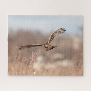 Northern Harrier Jigsaw Puzzle