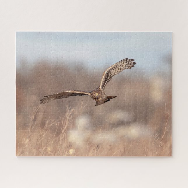 Northern Harrier Jigsaw Puzzle (Horizontal)