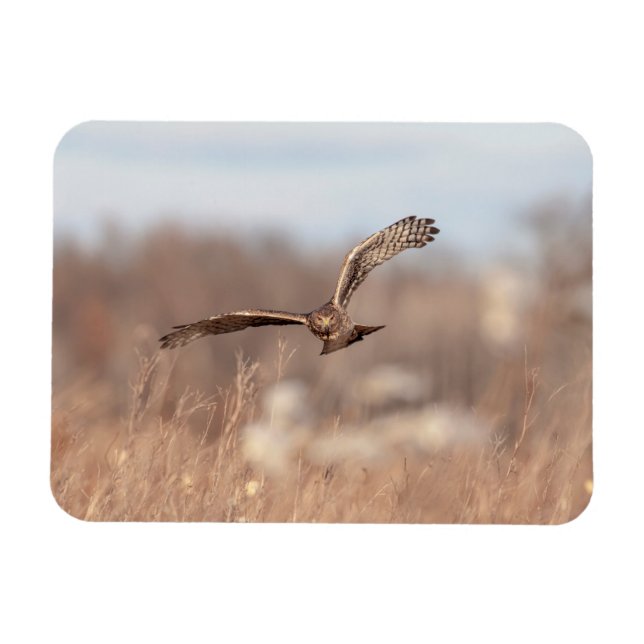 Northern Harrier Magnet (Horizontal)