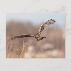 Northern Harrier Postcard
