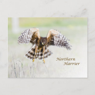 Northern Harrier Postcard