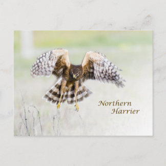 Northern Harrier Postcard