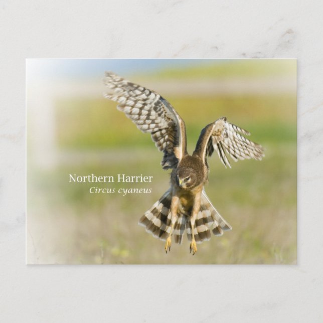 Northern Harrier Postcard (Front)