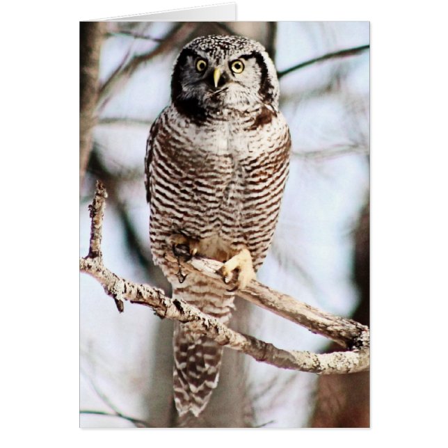 Northern Hawk Owl 3 (Front)