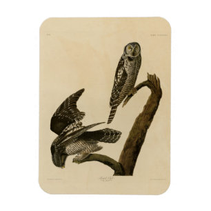 Northern Hawk Owl from Audubon's Birds of America Magnet