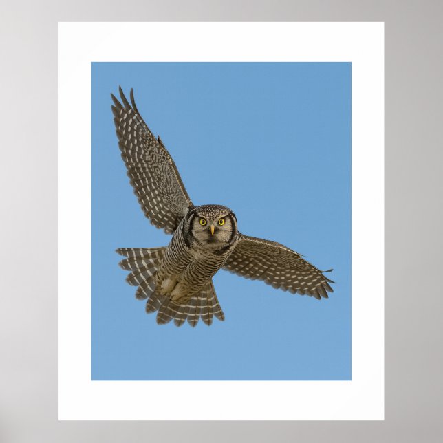 Northern Hawk Owl in Flight Wildlife Art Prin Poster (Front)