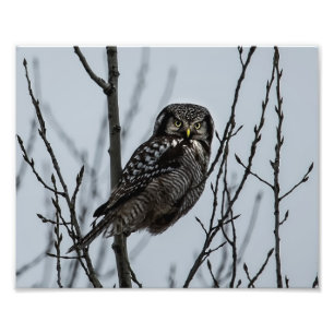 Northern Hawk Owl in Winter Photo Print