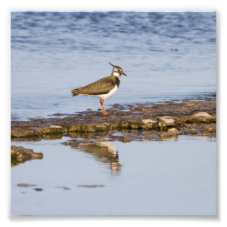 Northern lapwing on the baltic sea photo print