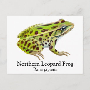 Northern Leopard Frog Postcard
