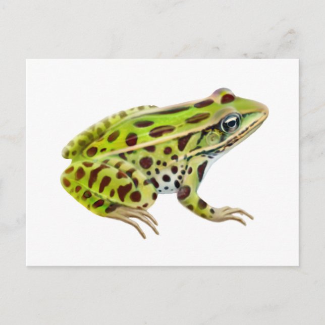 Northern Leopard Frog Postcard (Front)