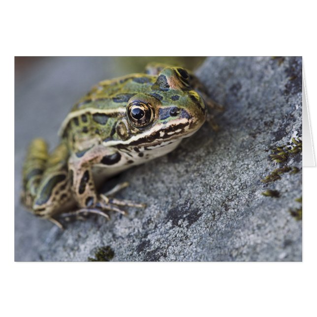 Northern Leopard frog, See-through Island, (Front Horizontal)