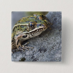 Northern Leopard frog, See-through Island, 15 Cm Square Badge
