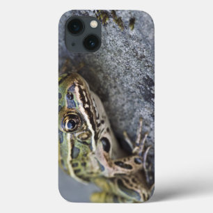 Northern Leopard frog, See-through Island, iPhone 13 Case