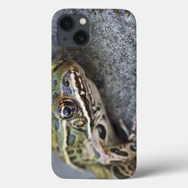 Northern Leopard frog, See-through Island, Case-Mate iPhone Case (Back)