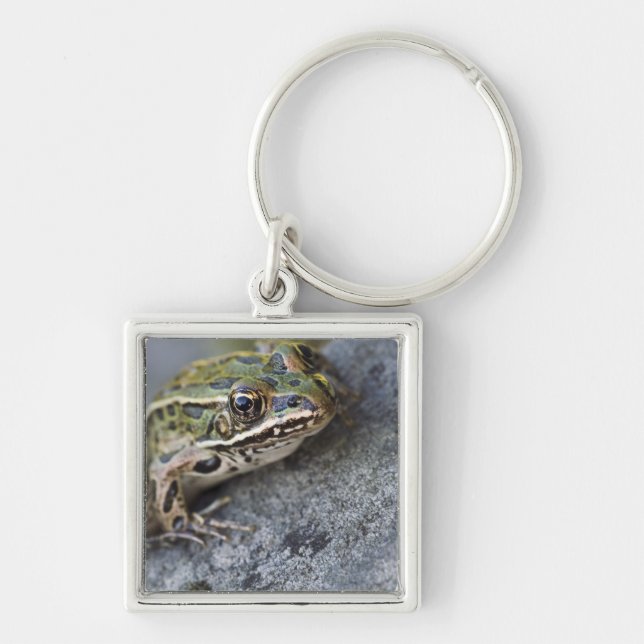 Northern Leopard frog, See-through Island, Key Ring (Front)
