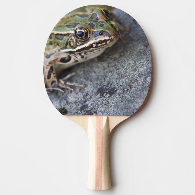 Northern Leopard frog, See-through Island, Ping Pong Paddle (Front)