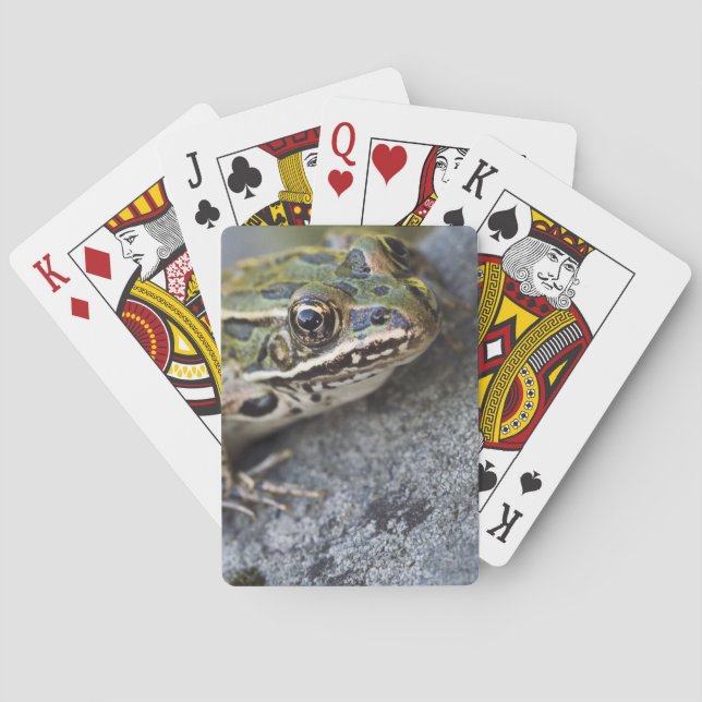 Northern Leopard frog, See-through Island, Playing Cards (Back)