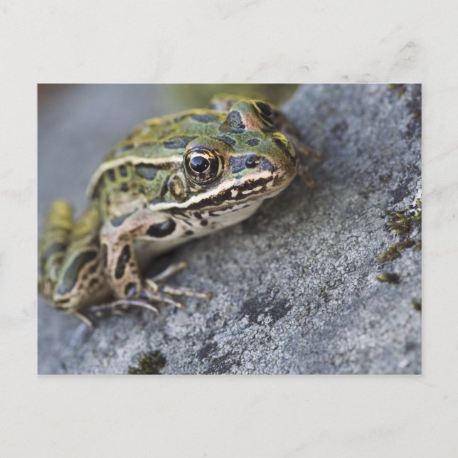 Northern Leopard frog, See-through Island, Postcard (Front)