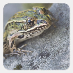 Northern Leopard frog, See-through Island, Square Sticker