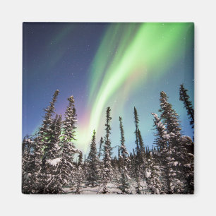 Northern Lights   Denali National Park Magnet