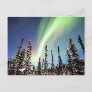 Northern Lights   Denali National Park Postcard