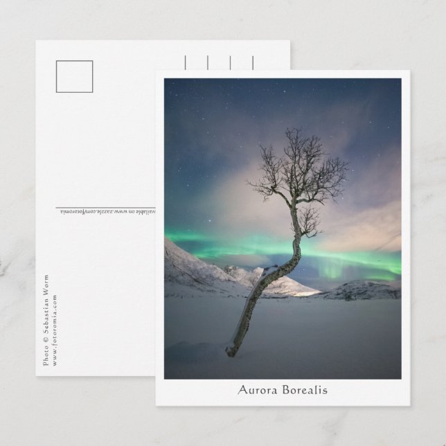 Northern Lights Tree Postcard (Front/Back)
