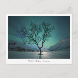 Northern Lights Tree Postcard