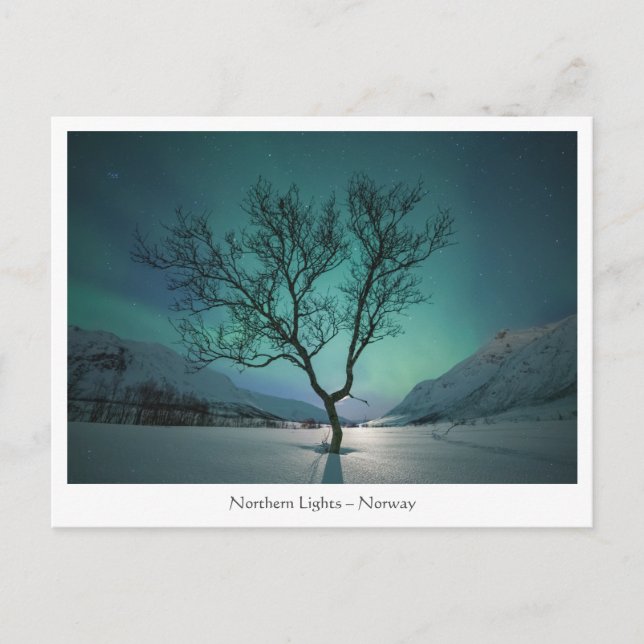 Northern Lights Tree Postcard (Front)