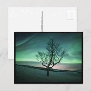 Northern Lights Tree Postcard