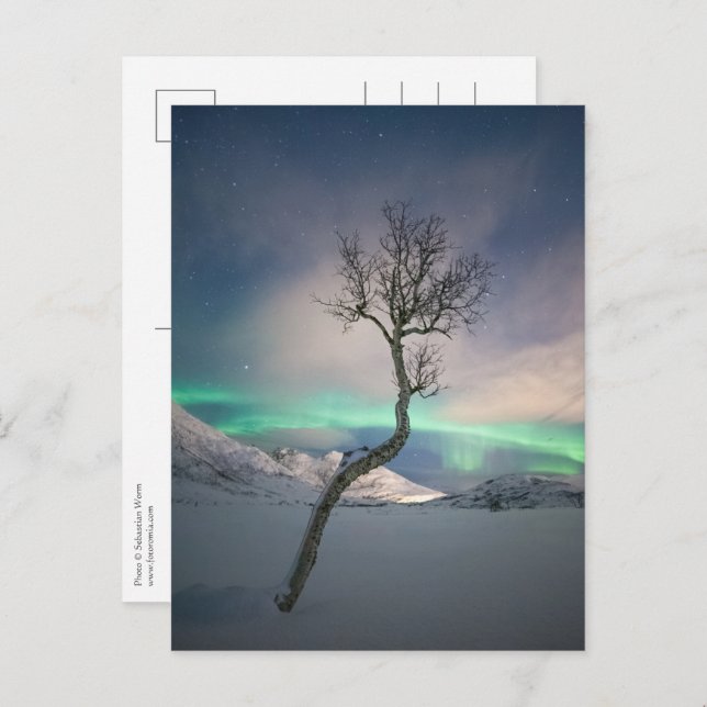 Northern Lights Tree Postcard (Front/Back)
