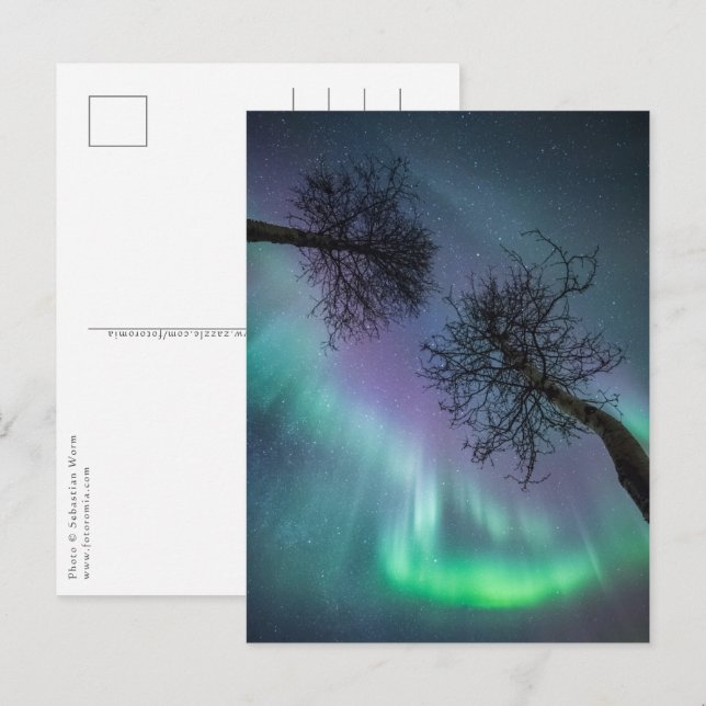 Northern Lights Trees Postcard (Front/Back)