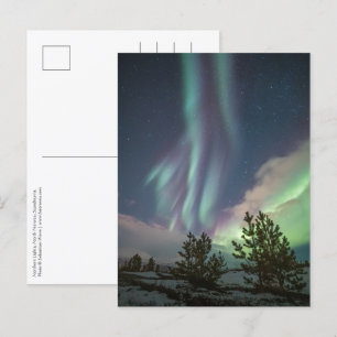 Northern Lights Trees Postcard